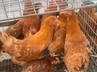 Chickens — foto 2