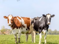 பசு, கோல்ஷ்டின் இனம்த் — புகைப்படம் 4