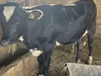 İnək, Swiss cattle — foto 1