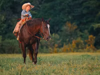 ცხენი, Quarter Horse — ფოტო 3