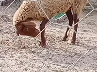 Ram, Sheep — photo 2