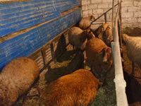 Ram, Sheep — photo 2