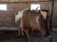 ძროხა, Simmental cattle — ფოტო 3