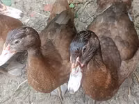 Ducks — 4-rasm