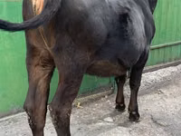 Vache, Race Alatauskaya — photo 5