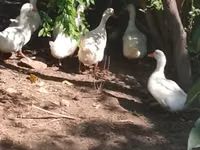 Ducks — 2-rasm