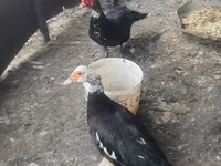 Ducks — photo 3