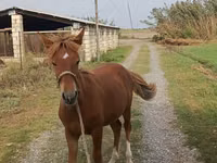 母马, Horses — 照片 4