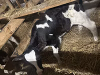 Býk, Simmental cattle — foto 3