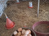 Chickens — الصورة 4