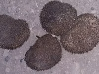 Saglam gumrah kirpiler cadirlma pulsuz Başlıq: Kirpi (canlı) Məhsul — 照片 2