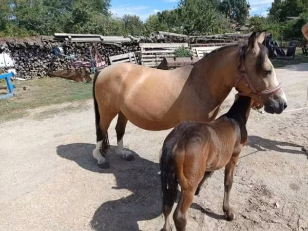 雄馬, 馬