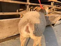 ცხვარი, Arashan sheep — ფოტო 4
