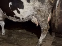 İnək, Russian Black pied cattle — foto 6