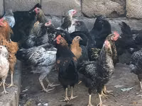 Chickens — Foto 1