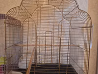 Qızılı rəngdə geniş quş qəfəsi - Material: metal konstruksiya, qızılı — 照片 2