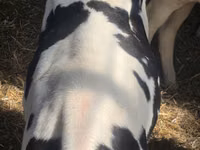 Buqa, Russian Black pied cattle — 6-rasm