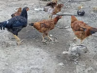 Chickens — photo 1