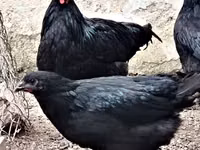 Chickens — 1-rasm
