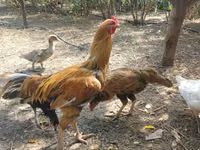 Malay Game — Foto 2