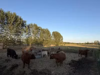 Krowa, Highland — zdjęcie 6