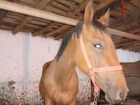 At, Manipuri pony — foto 4