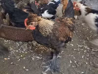 Yapon Bantam — 8-rasm