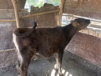 母牛, Cattle — 照片 1