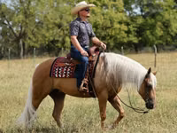 Cheval, Quarter Horse — photo 8