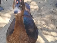 Ducks — zdjęcie 1
