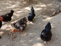 Chickens — foto 1