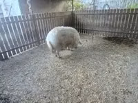 Sow — photo 5