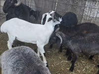 Brebis, Moutons — photo 2