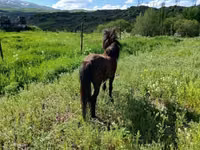 Aygʻir, American shetland pony — 8-rasm