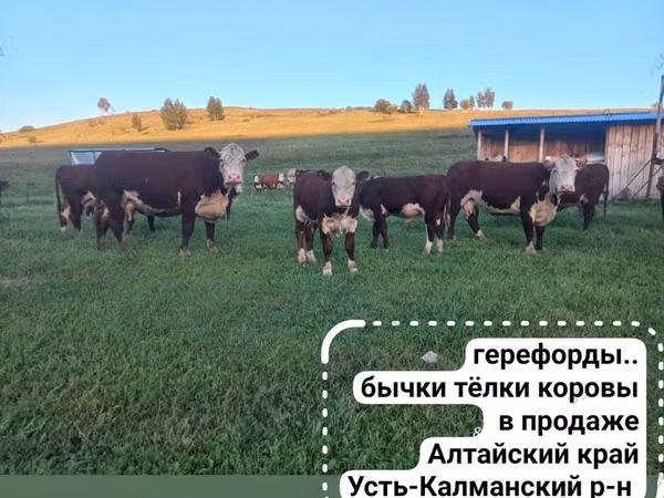 ძროხა, გერეფორდი