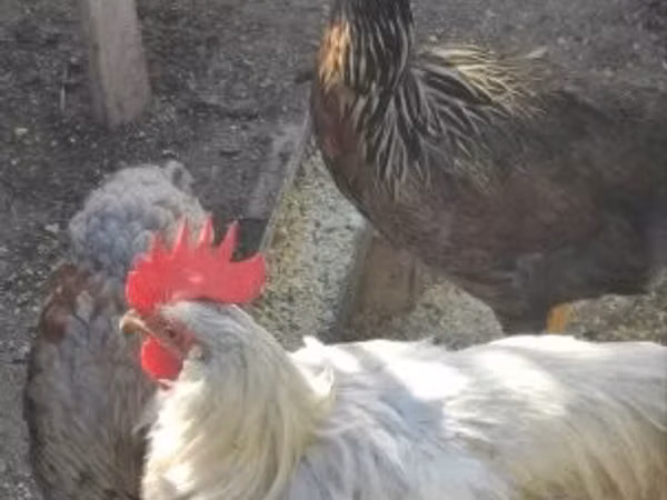Chickens
