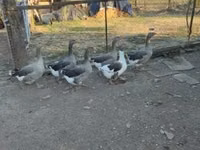 Guinea fowl — foto 4