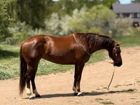 Égua, Quarter Horse — foto 5