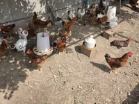 Chickens — zdjęcie 2