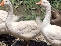 Geese — foto 5