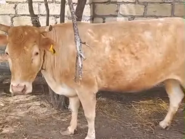 Vaca, Simmental cattle