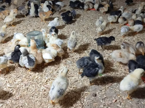 Chickens — அசர்பைஜான்