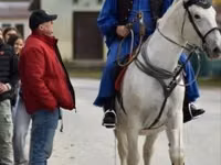 பெண் குதிரை, Lipizzaner — புகைப்படம் 2