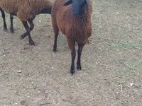 羊（ロット、性別未指定）, Karabakh sheep — 写真 4