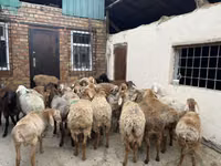 Widder, Rhon sheep — Foto 7