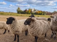 ஆண் ஆடு, Suffolk sheep — புகைப்படம் 1