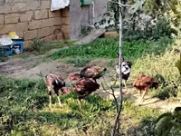Chickens — Foto 3