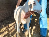 Widder, Dorper sheep — Foto 6