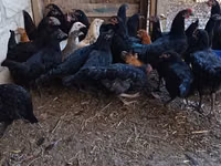 Chickens — foto 3