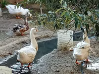 Geese — 4-сурет
